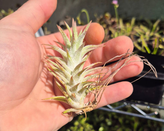 Rare Ionantha Vanhyningii – Thick Leaves & Brilliant Red Bloom