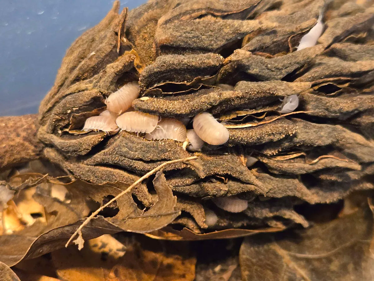 Isopod Hide Pod Pack – Natural Magnolia Pods (3ct) for Bioactive Terrariums