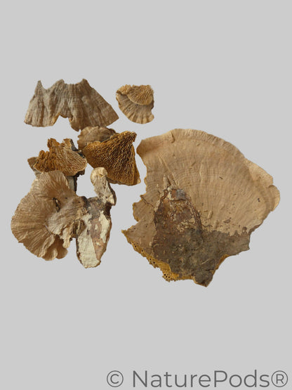 Imperfect Sponge Mushroom Caps - 2-Ounce Bag