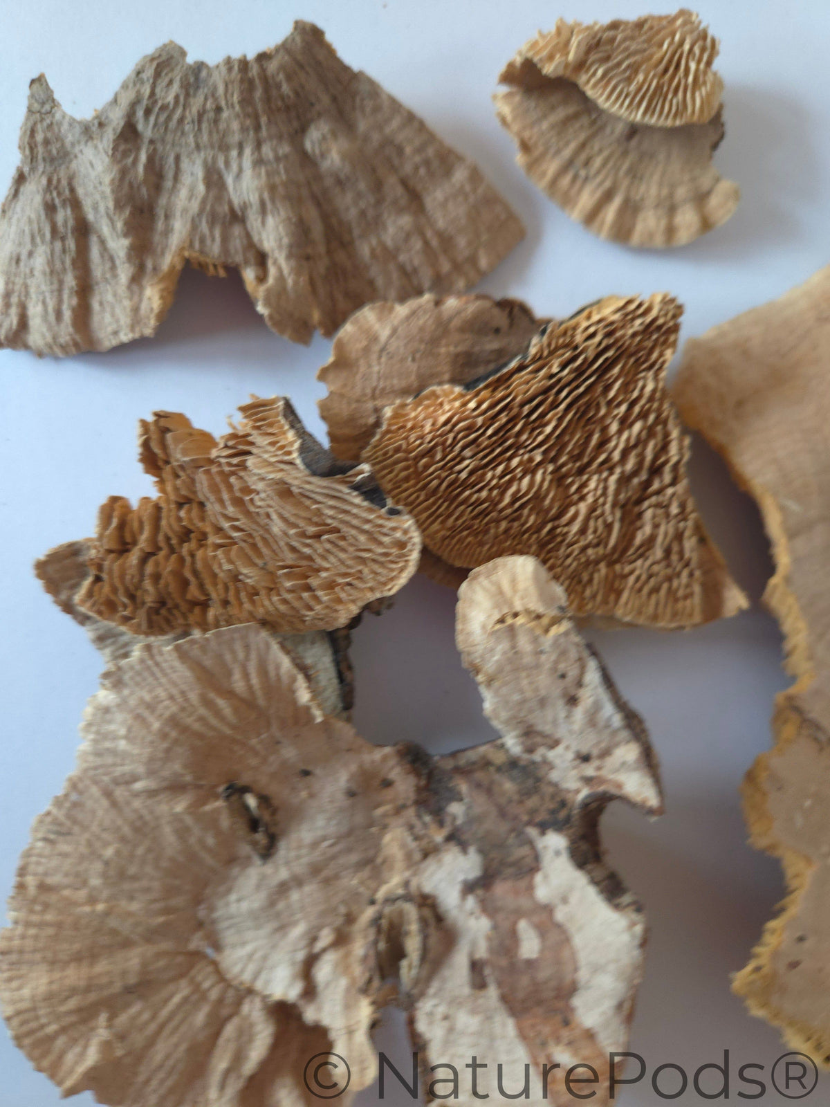 Imperfect Sponge Mushroom Caps - 2-Ounce Bag