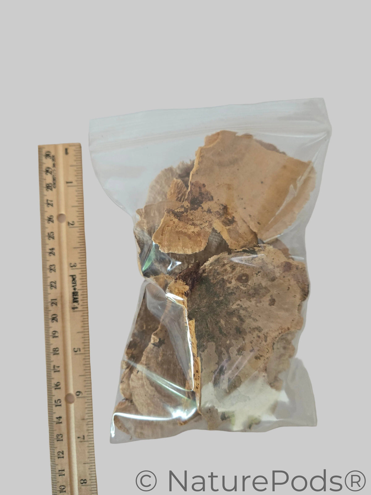 Imperfect Sponge Mushroom Caps - 2-Ounce Bag