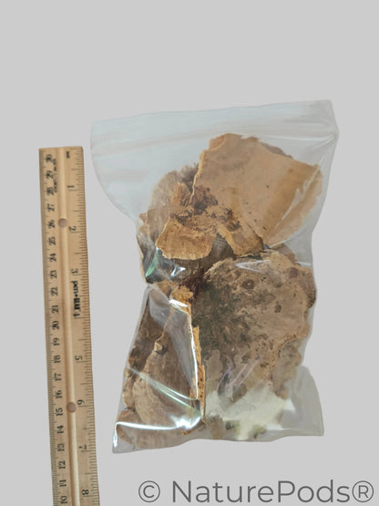 Imperfect Sponge Mushroom Caps - 2-Ounce Bag
