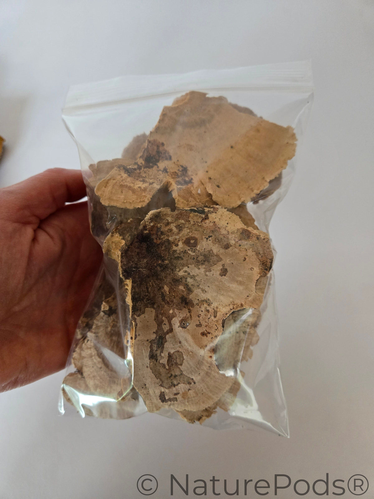 Imperfect Sponge Mushroom Caps - 2-Ounce Bag