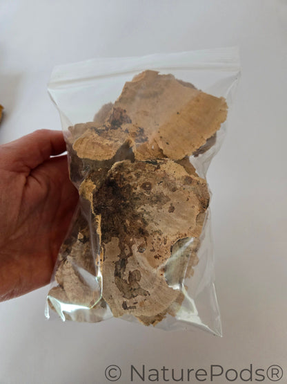 Imperfect Sponge Mushroom Caps - 2-Ounce Bag