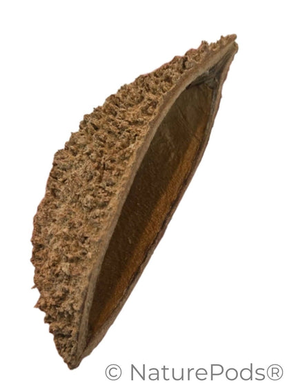 Bolsa Pastor Urchin Pods