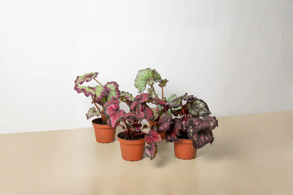 Assorted Begonia Live Plants – 4-Inch Rooted, Ready to Display