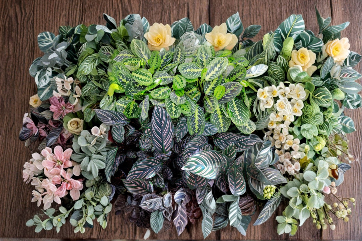 Assorted Calathea Bundle – 2-Inch Rooted Tropical Houseplants