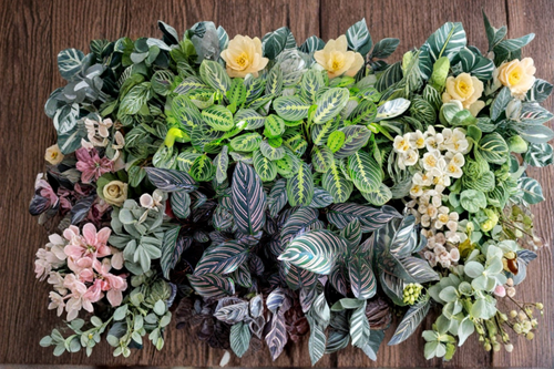 Assorted Calathea Bundle – 2-Inch Rooted Tropical Houseplants