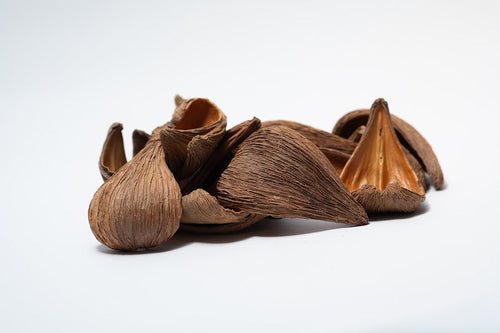 Dregea Arti Pods