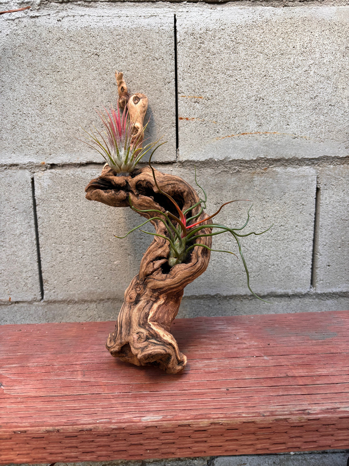 Mounted Tillandsia on Grapewood – Ready-to-Hang Display