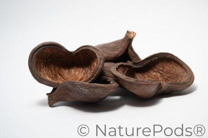 Jungle Pod /Split Nut Pod