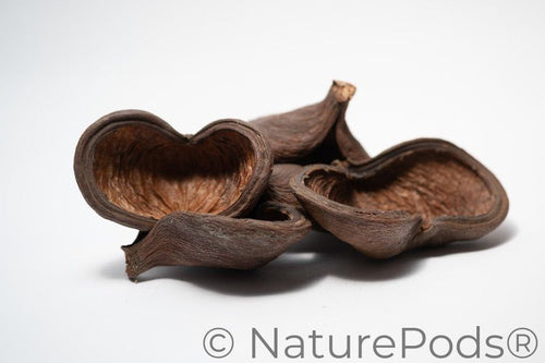 Jungle Pod /Split Nut Pod