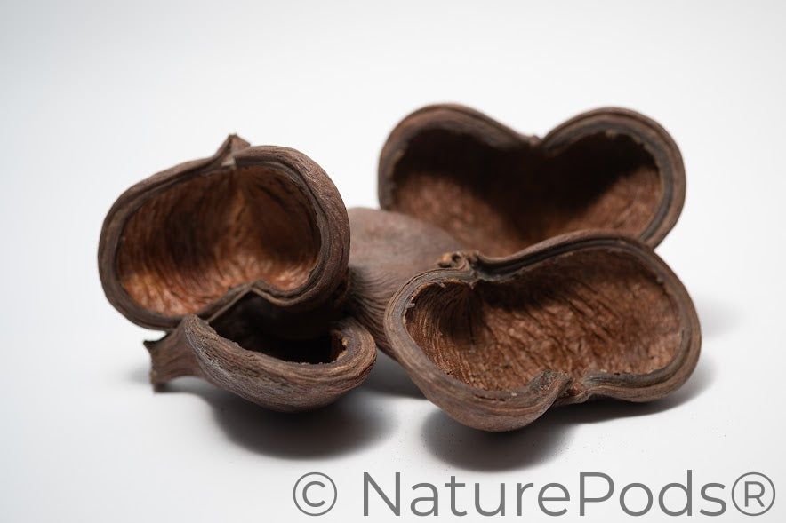 Jungle Pod /Split Nut Pod