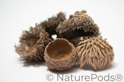 Large Assorted Acorn Caps - 7 Count