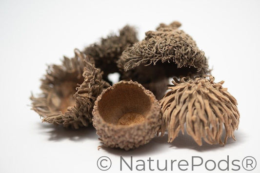 Large Assorted Acorn Caps - 7 Count