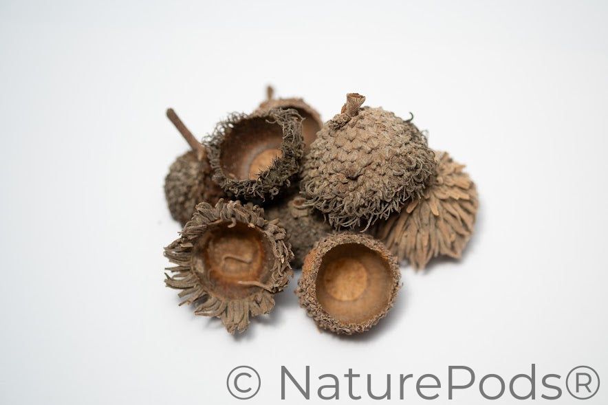 Large Assorted Acorn Caps - 7 Count