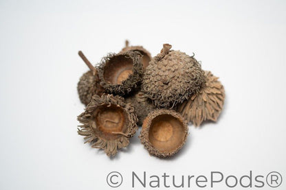 Large Assorted Acorn Caps - 7 Count