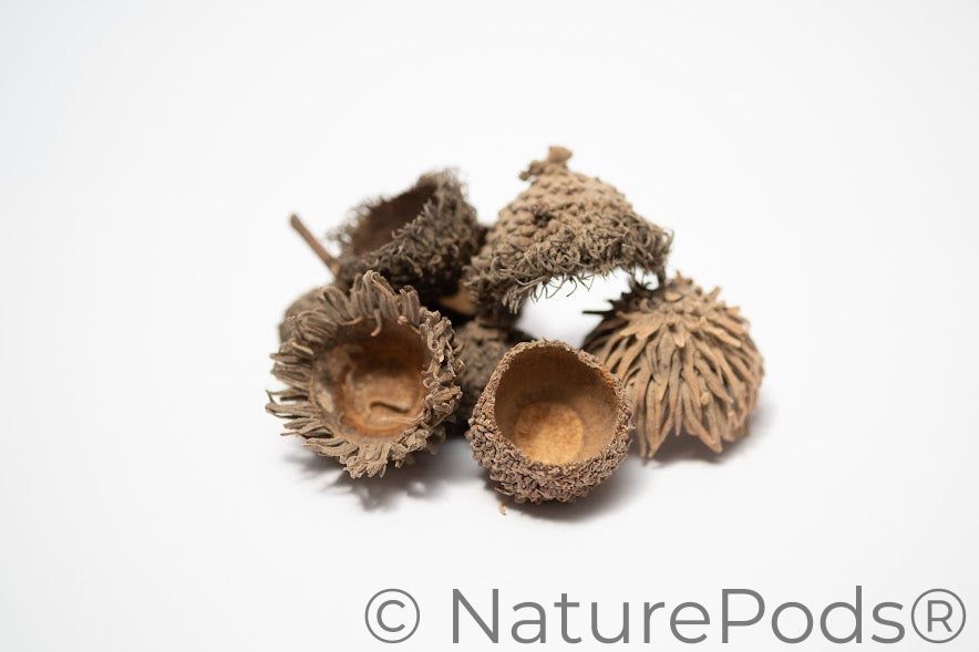 Large Assorted Acorn Caps - 7 Count