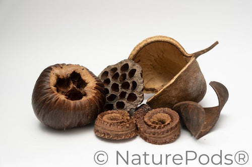 Large Seed Pod Pack