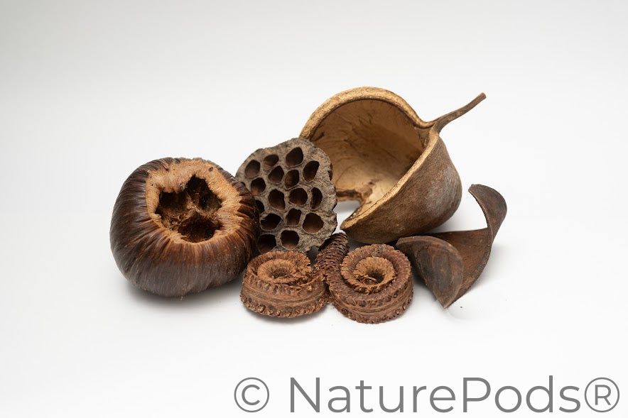 Large Seed Pod Pack