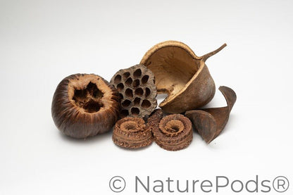Large Seed Pod Pack