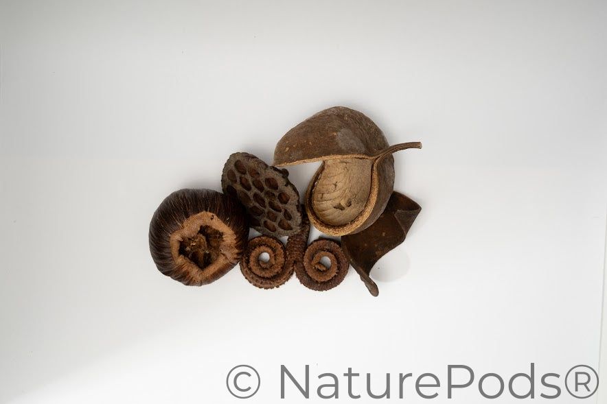 Large Seed Pod Pack