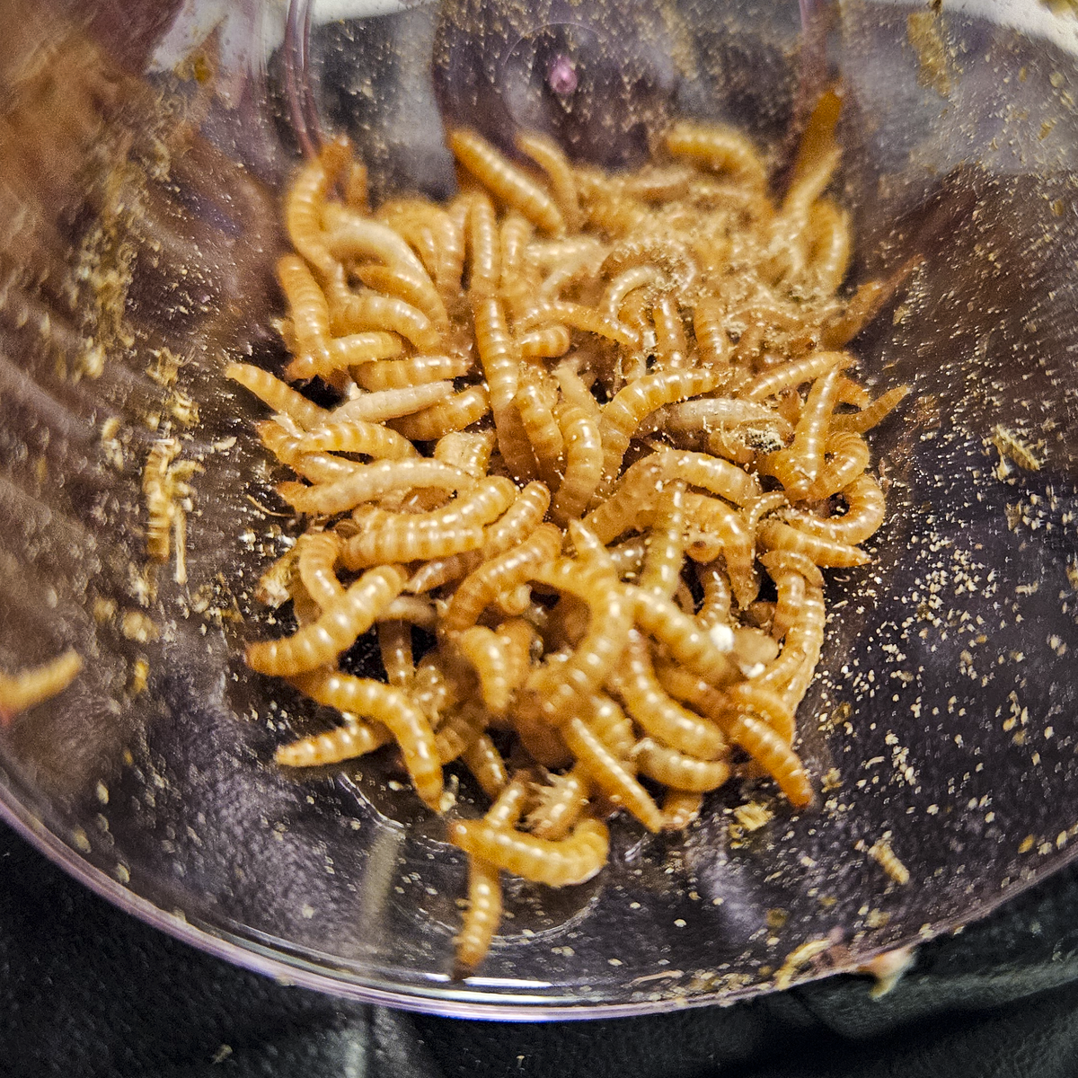 Peanut Beetle Starter Culture with Habitat! - Full starter pack with larvae ready to feed