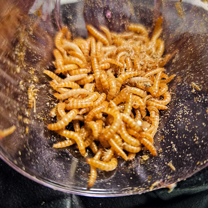 Peanut Beetle Starter Culture with Habitat! - Full starter pack with larvae ready to feed
