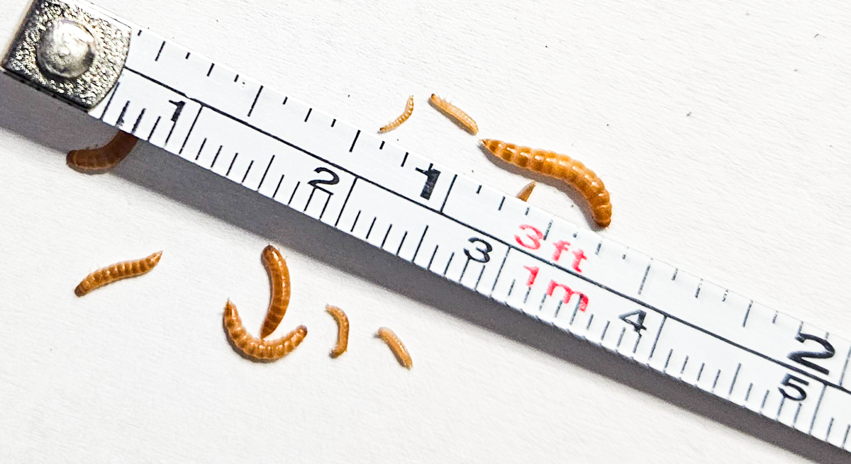Peanut Beetle Starter Culture with Habitat! - Full starter pack with larvae ready to feed