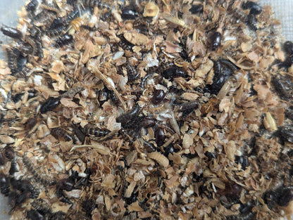 Live Lesser / Buffalo Mealworms