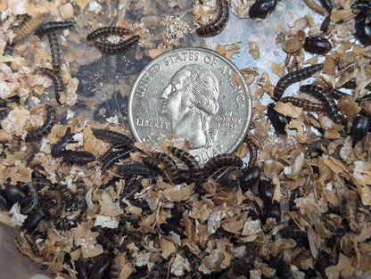 Live Lesser / Buffalo Mealworms