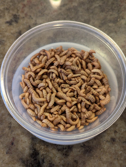 Live Black Soldier Fly Larvae
