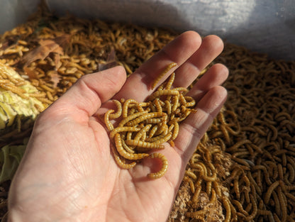 Live Mealworms