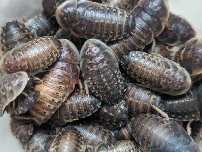 Live Dubia Roaches