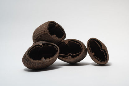 Palm Pod
