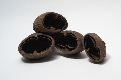 Palm Pod