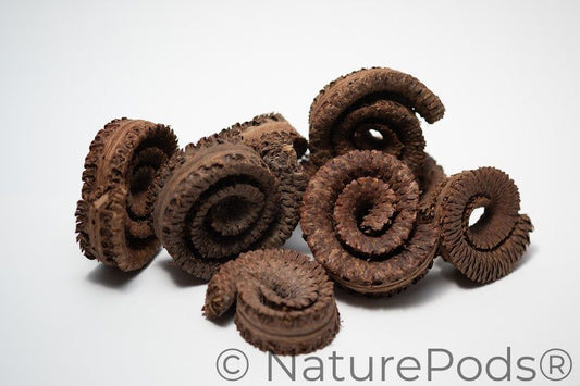 Palm Tail Spring