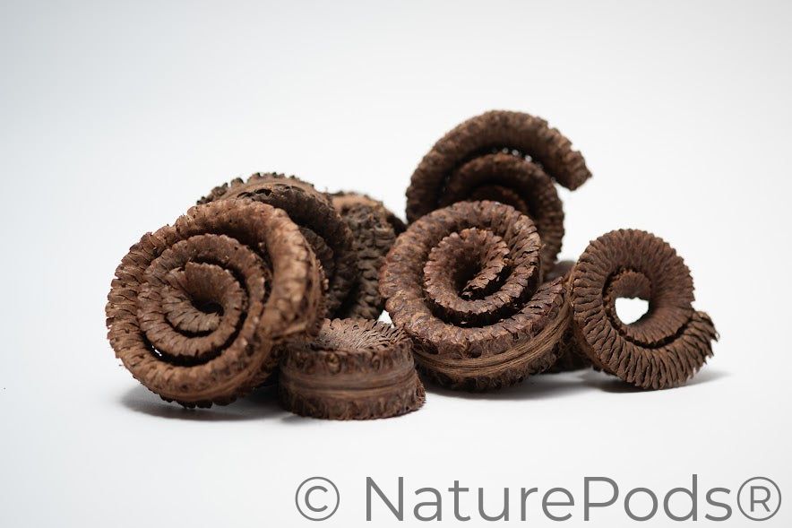 Palm Tail Spring