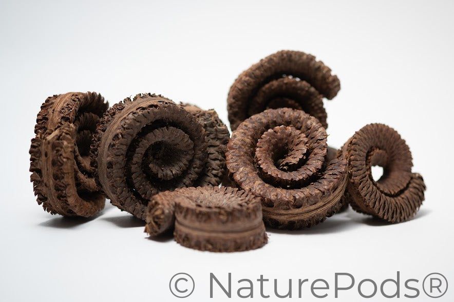 Palm Tail Spring