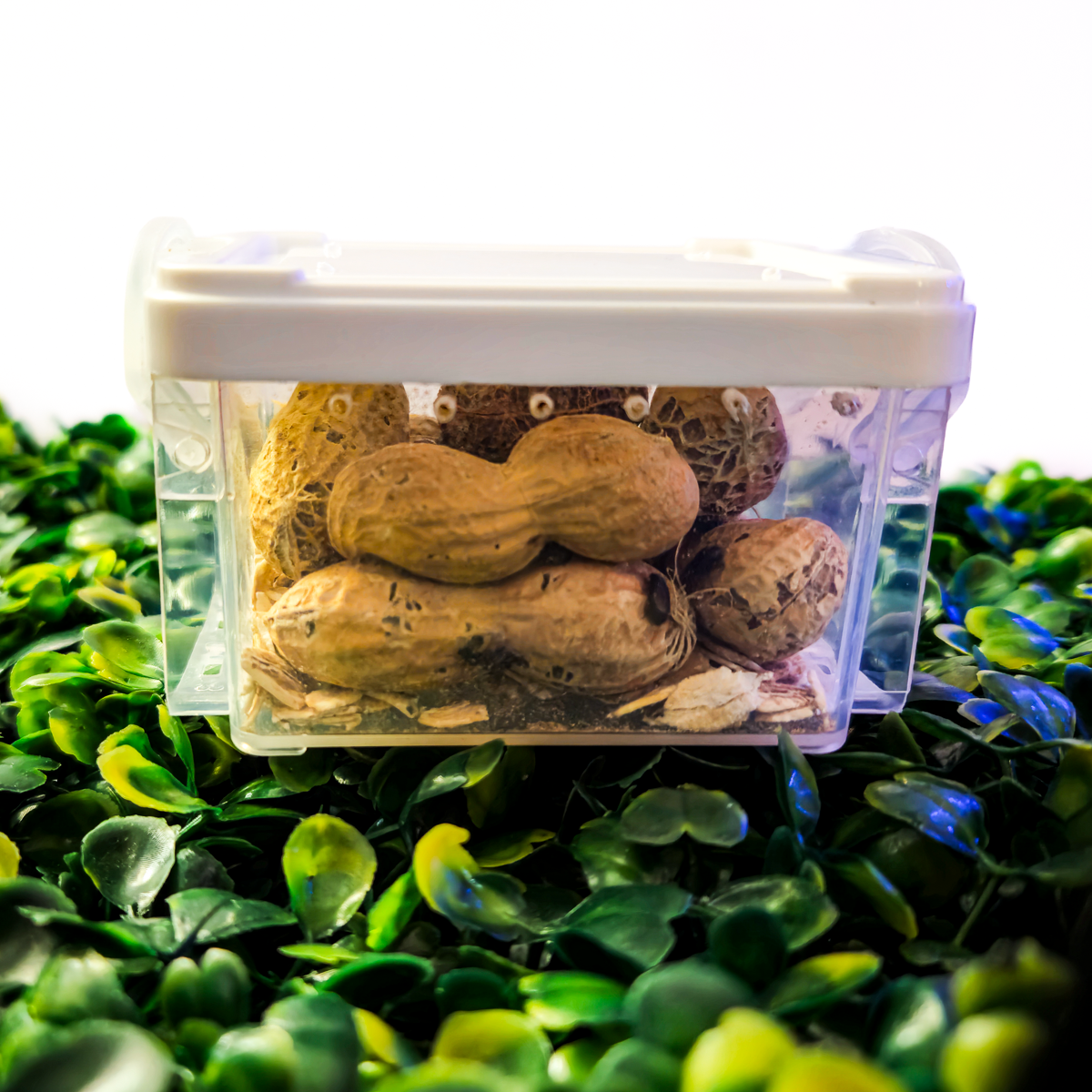 Peanut Beetle Starter Culture with Habitat! - Full starter pack with larvae ready to feed