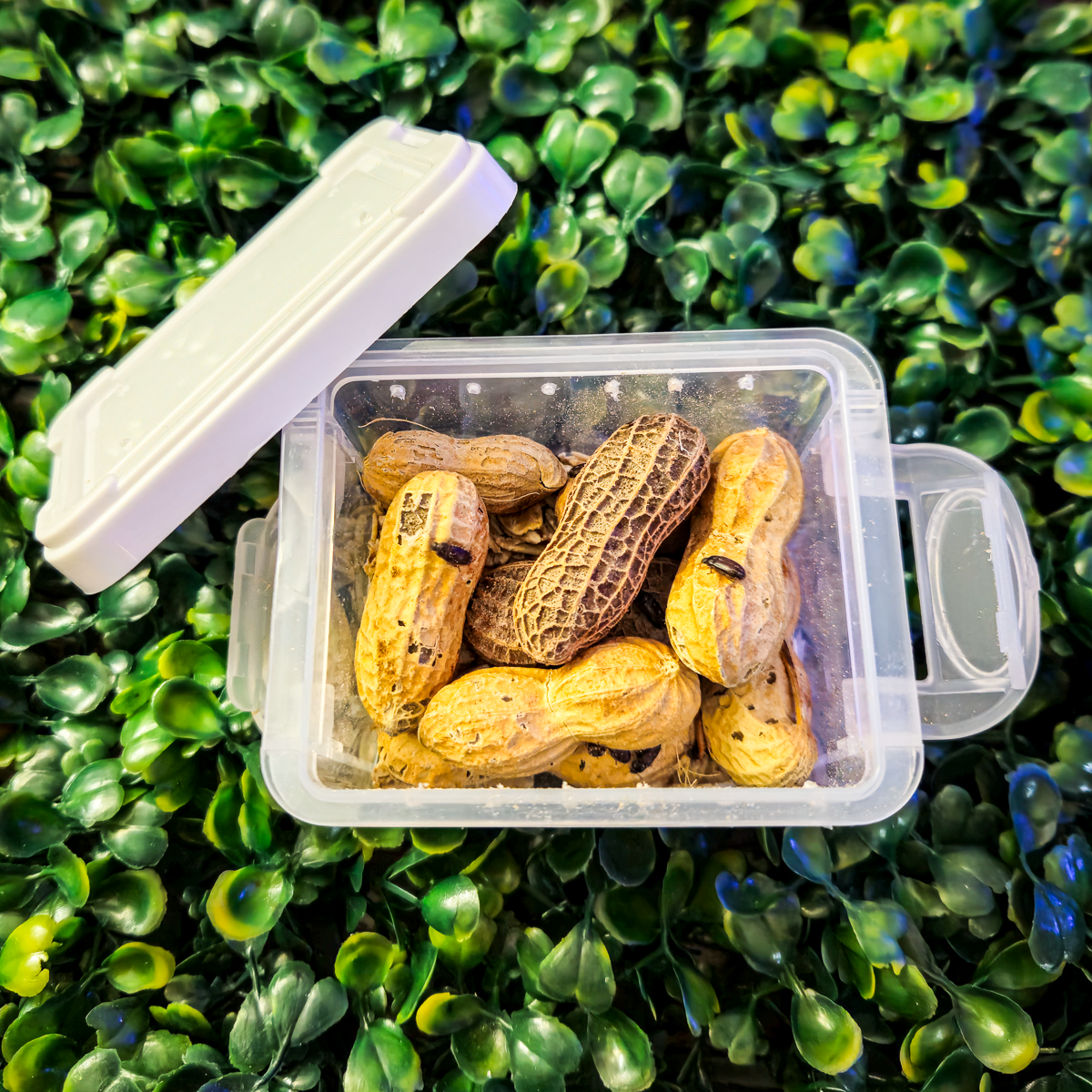 Peanut Beetle Starter Culture with Habitat! - Full starter pack with larvae ready to feed