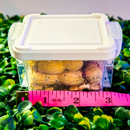 Peanut Beetle Starter Culture with Habitat! - Full starter pack with larvae ready to feed