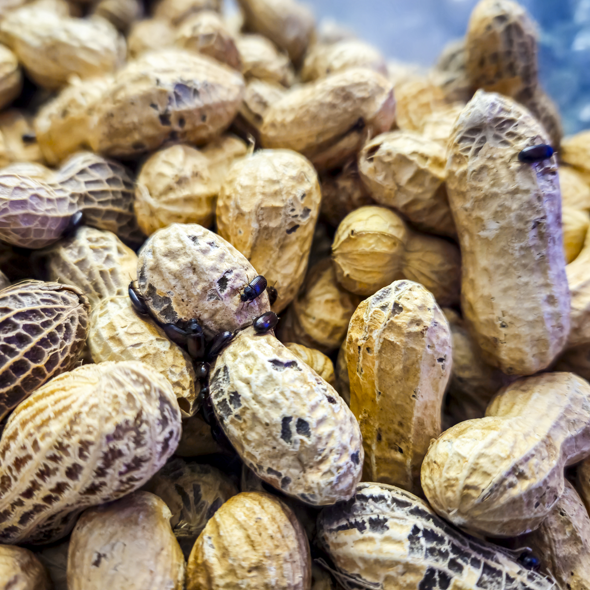 Peanut Beetle Starter Culture with Habitat! - Full starter pack with larvae ready to feed