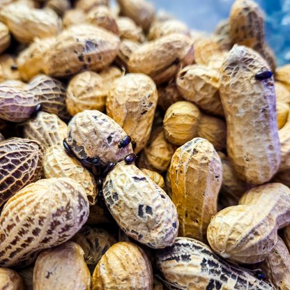 Peanut Beetle Starter Culture with Habitat! - Full starter pack with larvae ready to feed