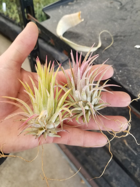 Tillandsia Ionantha Rubra Air Plants – Pack of 10