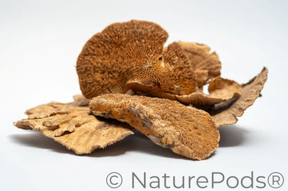 Imperfect Sponge Mushroom Caps - 2-Ounce Bag