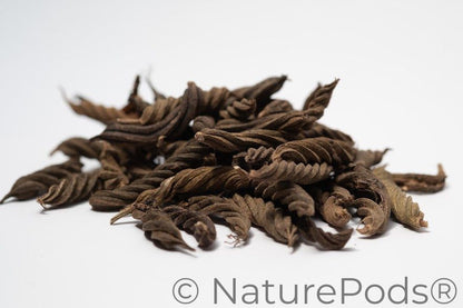 Twisty Pods/Fusilli Pods