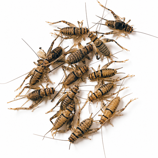 Live Crickets (Banded)