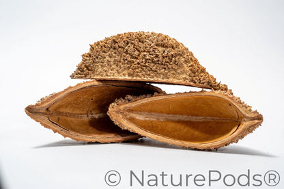 Bolsa Pastor Urchin Pods