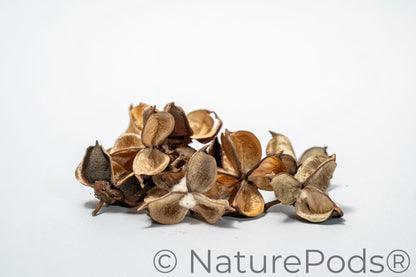Cotton Flower Pod